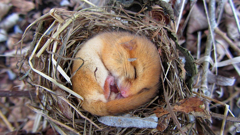 Hibernating dormouse courtesy of Wikicommons Zoë Helene Kindermann, CC BY-SA 4.0 <https://creativecommons.org/licenses/by-sa/4.0>, via Wikimedia Commons 